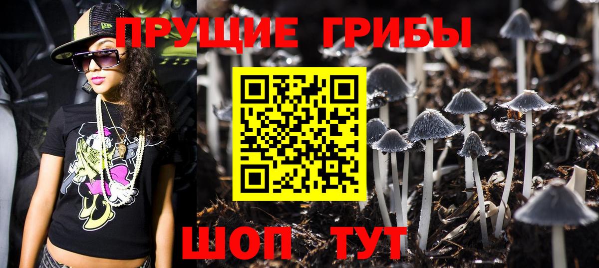 Елабуга  Галлюциногенные грибы Psilocybe  Вход с VPN 